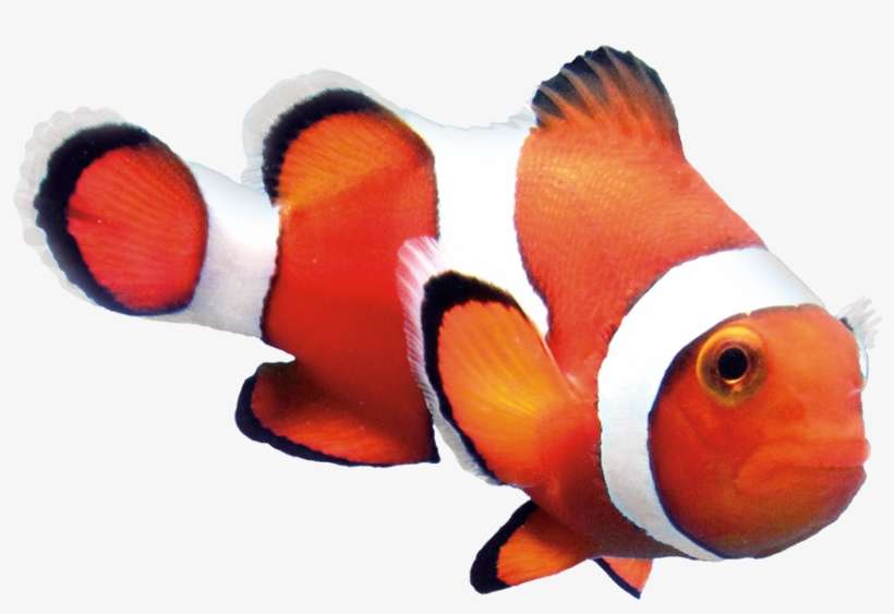 Study Finds Optimal Level Of Astaxanthin In Feed Results - Real Clown Fish Png, transparent png download