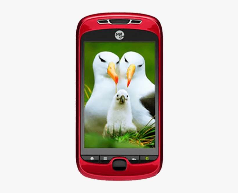 Not Your Device - Life Cycle Of Birds: From Egg, transparent png download