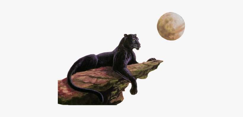 Panther Png, transparent png download