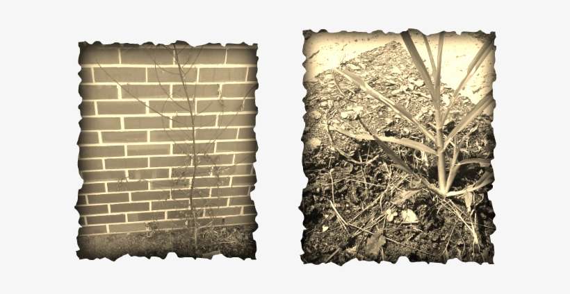 Colegio De San Francisco Javier Palompon Leyte, transparent png download