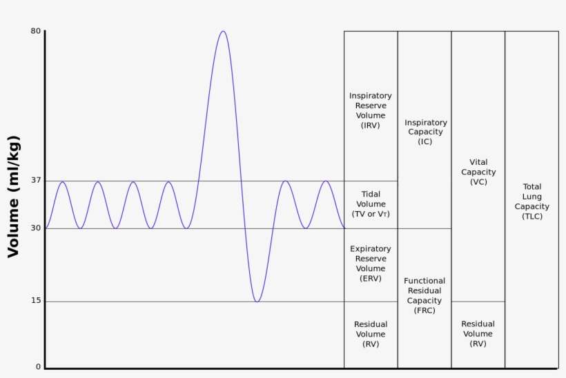 Lungvolumes Updated - Breathing Physiology, transparent png download