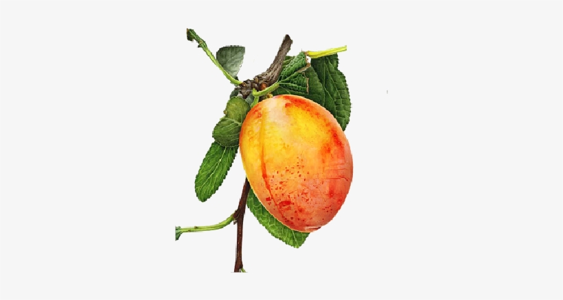 Mango Bajito - Watercolor Painting, transparent png download