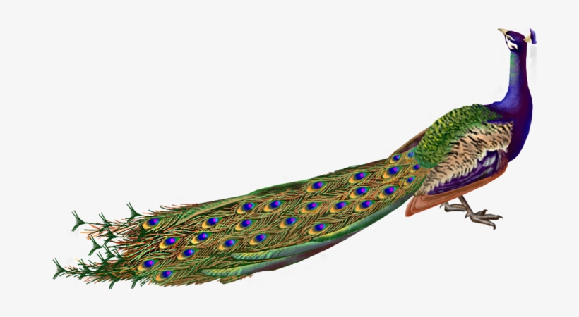 Krishna Flute With Peacock Feather Png - Pikok Png, transparent png download