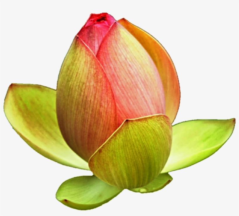 Lotus Bud By Jeanicebartzen27 On Deviantart - Lotus Buds Png, transparent png download