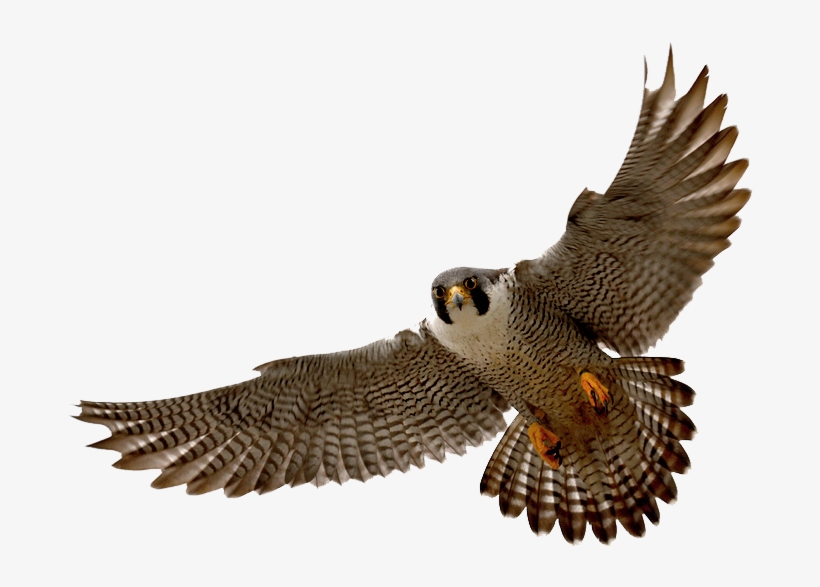 Hawk Clipart Png - Falcon Png, transparent png download