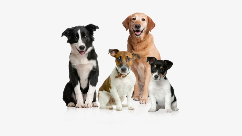 Adoptable Dogs - Dogs Calendar 2018: 16 Month Calendar, transparent png download