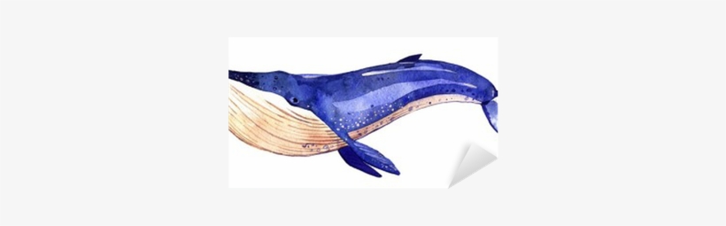 Watercolor Whale, Hand Painted Illustration Isolated - Ballena Sobre Fondo Blanco, transparent png download