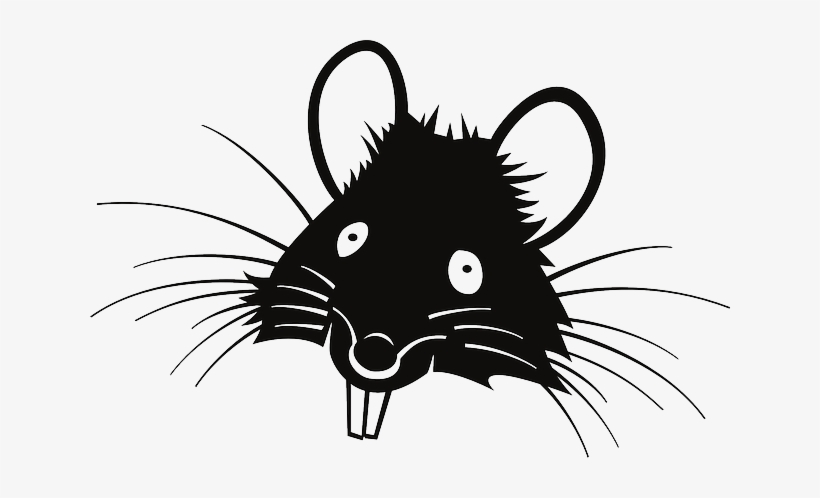 The Tony Soto Show - Black Rat Clipart, transparent png download
