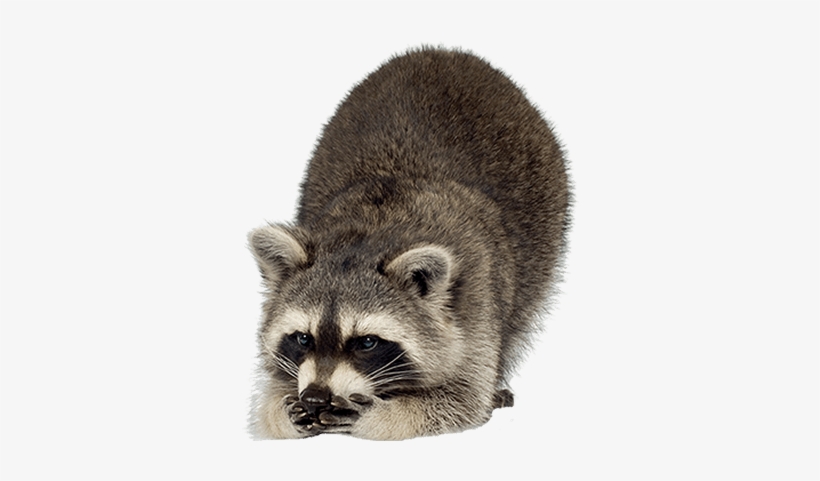 Raccoon Looking Down Left - Exploring The World Of Raccoons, transparent png download