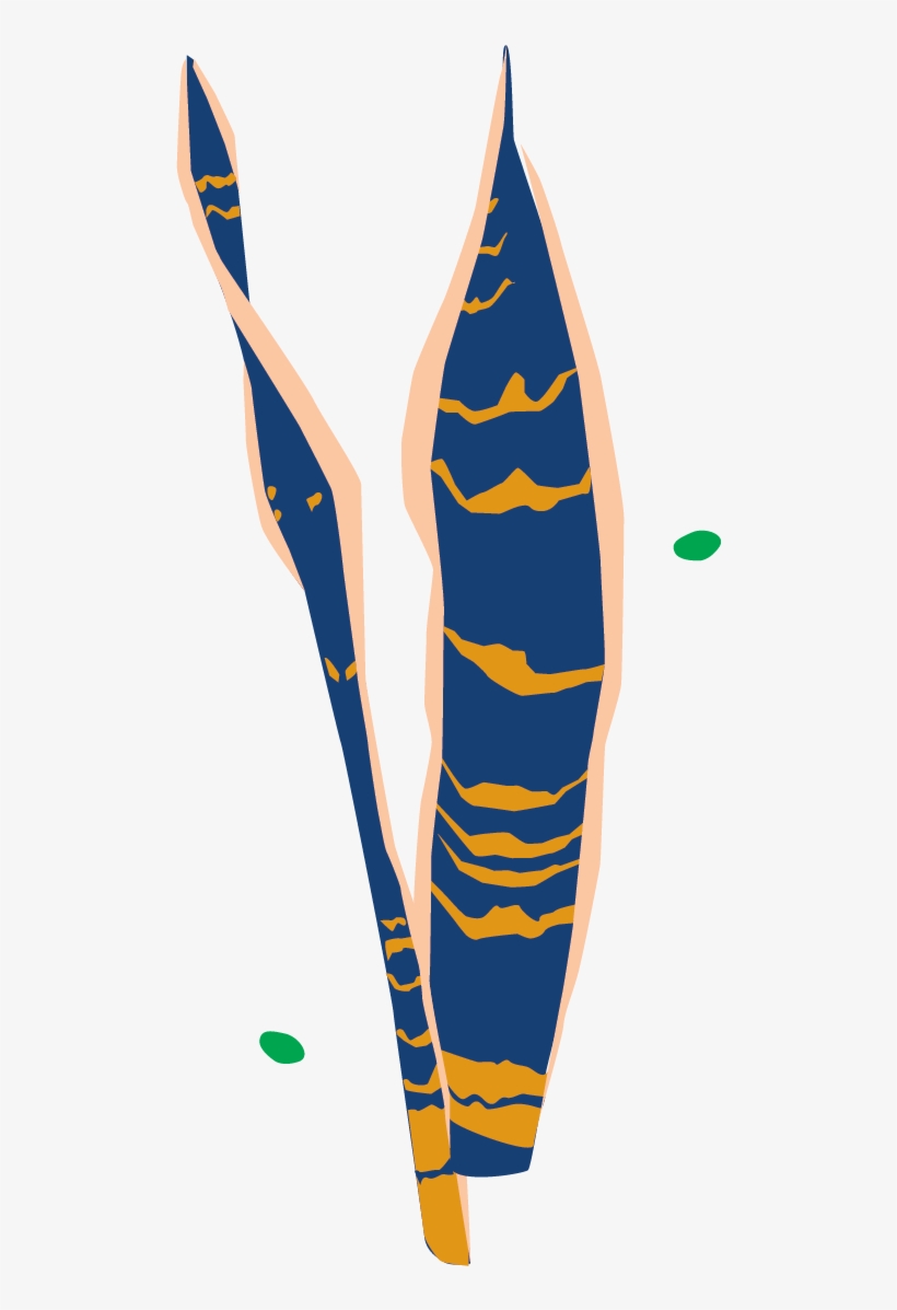 Bird Of Paradise - Illustration, transparent png download