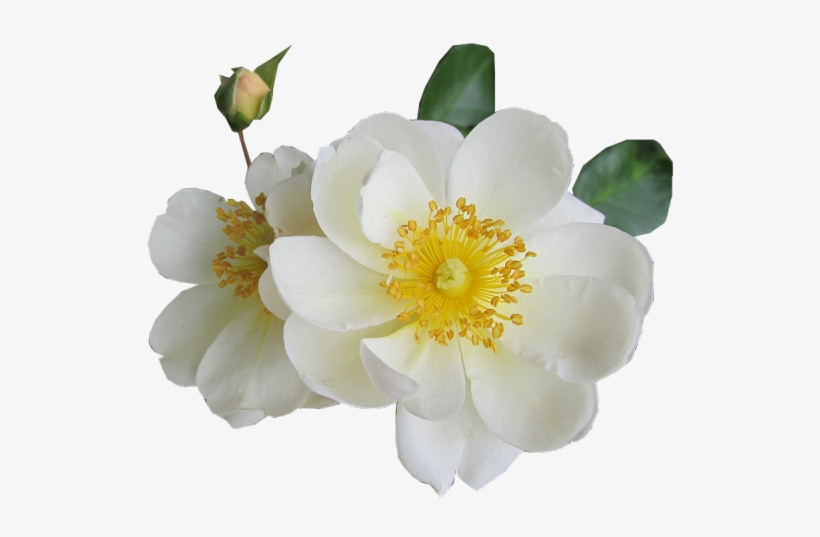 White Rose Png Transparent Images - White, transparent png download