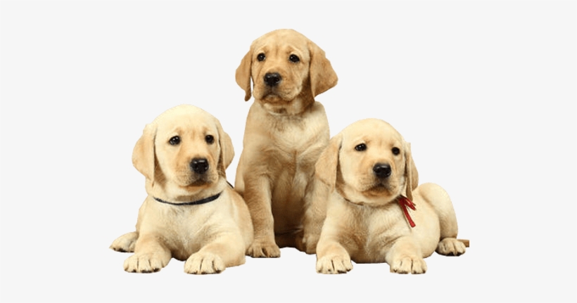 Billings Puppy Training - Natural Health And Nutrition For Dogs, transparent png download