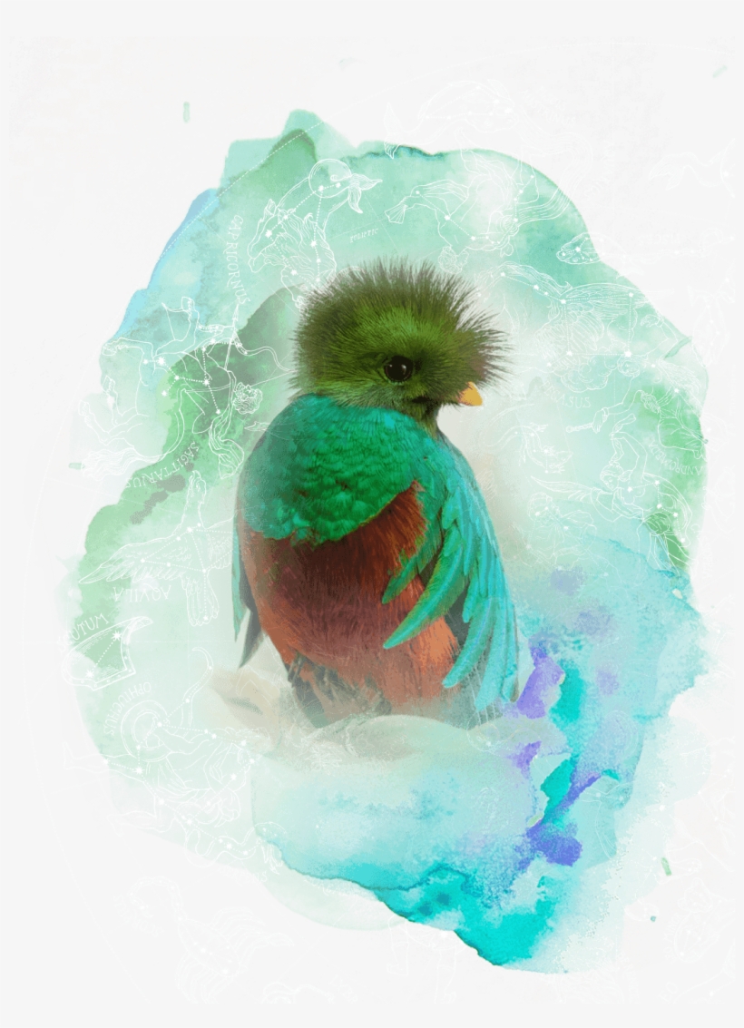 Your Reading Includes - Quetzal, transparent png download