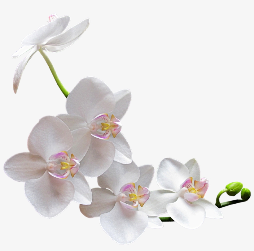 Picture Black And White Library Image Result For White - White Orchid Flower Png, transparent png download
