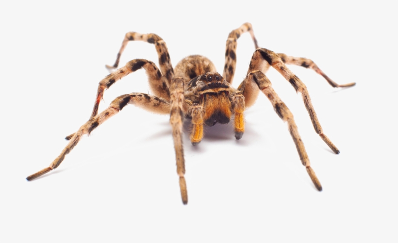 Spider Png Image With Transparent Background - Camel Spider White Background, transparent png download