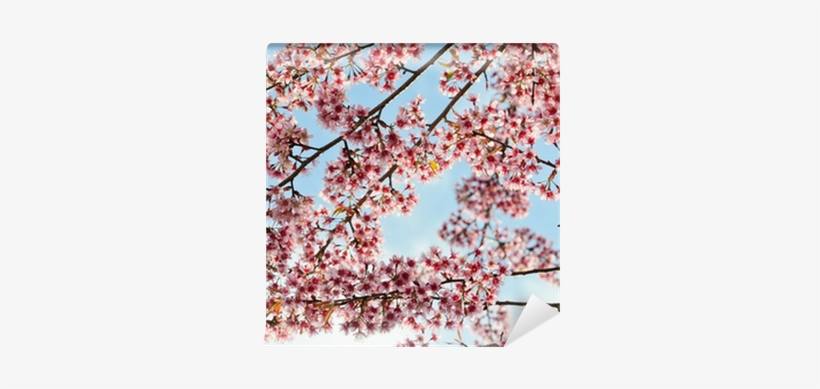Cherry Blossom, transparent png download