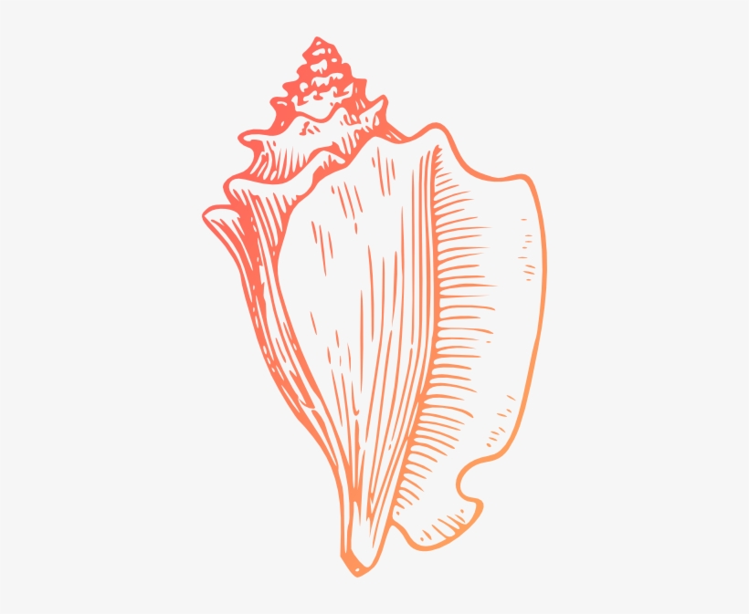 Turquoise Shell Clip Art Art Download Beach Clip Art - Conch Clipart, transparent png download