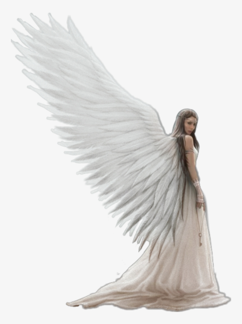 Schalo Orthodontics, transparent png download