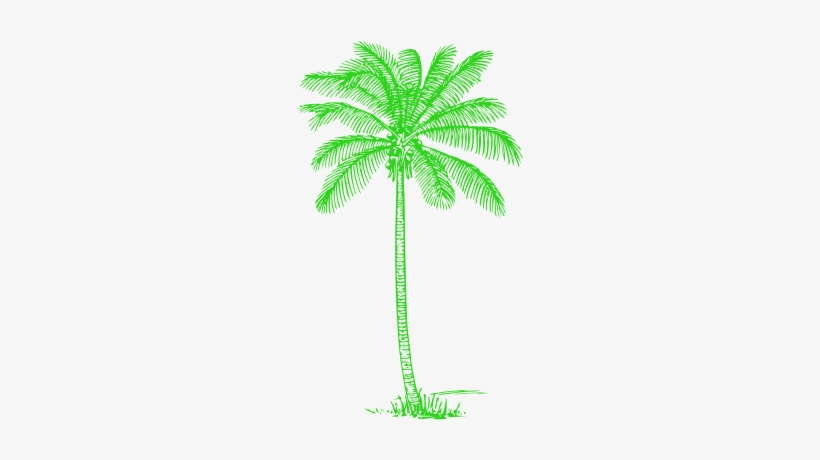 Green Palm Tree Image - Coconut Tree Pencil Drawing, transparent png download