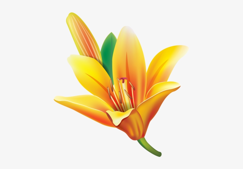 View Album On Yandex - Lilium Png Vector, transparent png download