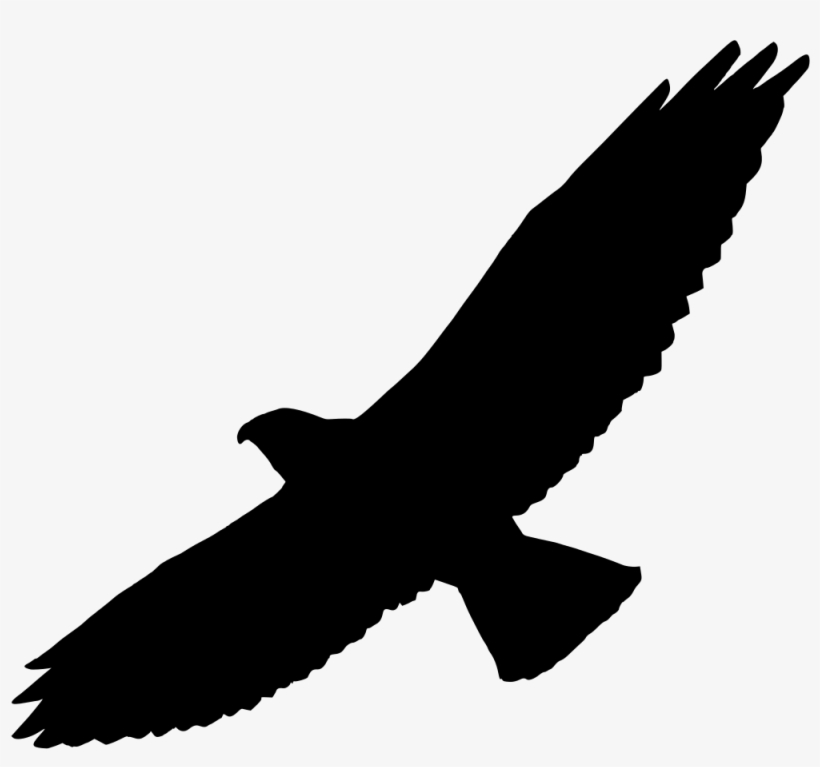 Bird Of Prey Swainson's Hawk Silhouette - Hawk Clipart, transparent png download