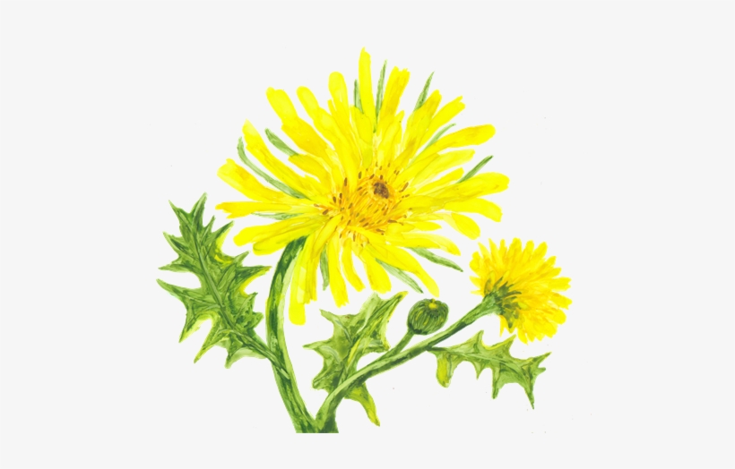 And Even Add New Flowers Or A Bush - Paint A Yellow Dandelion, transparent png download
