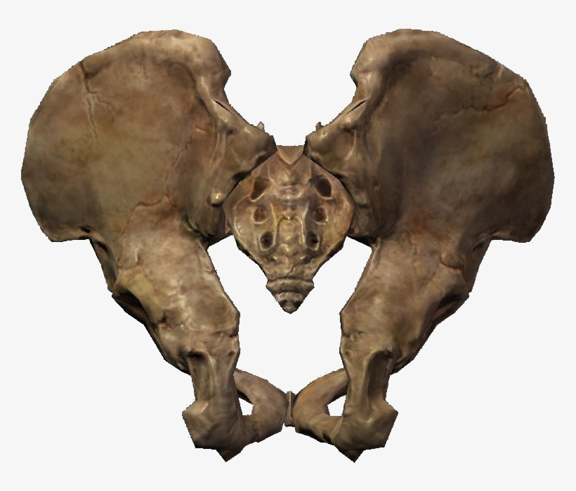 Pelagius' Hip Bone - Skyrim Pelvis, transparent png download