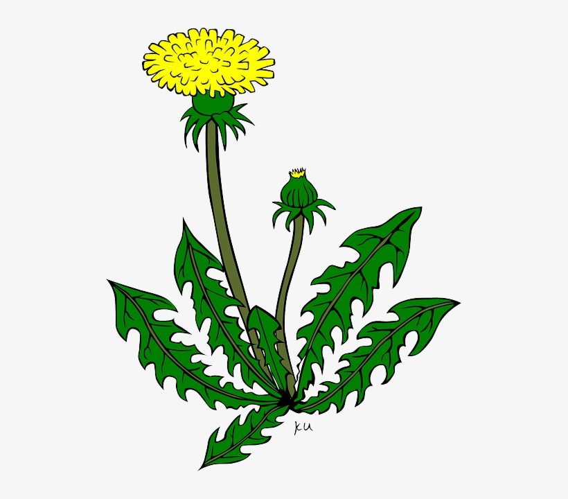 Weed Clipart Wild Plant - Dandelion Clipart, transparent png download