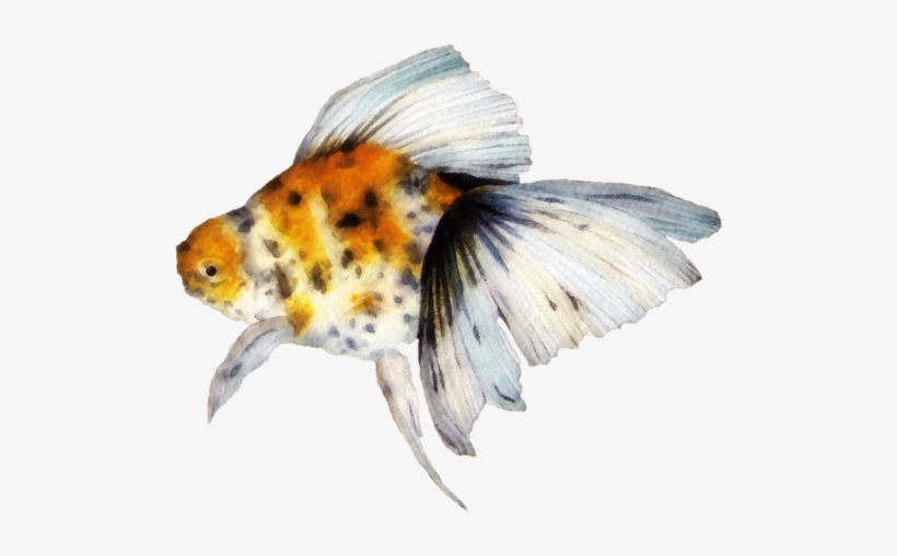 Publicat De Eu Ciresica La - Goldfish, transparent png download