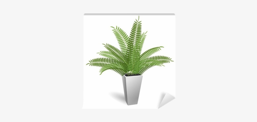 Fern In A Pot - Planta Ornamental Helechos, transparent png download