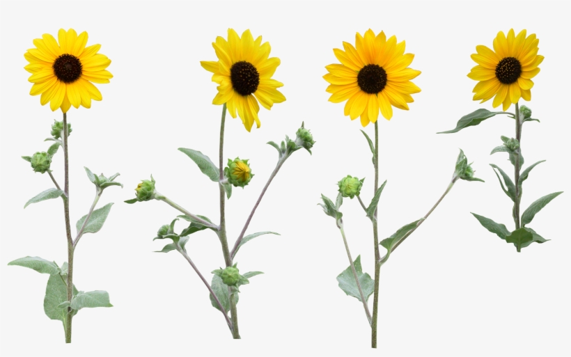 Single Sunflower Png With Leaf - Flower, transparent png download