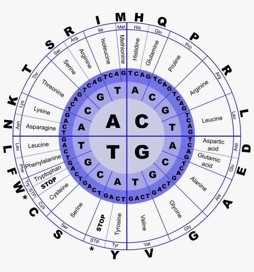 Genetic Code Rna, transparent png download