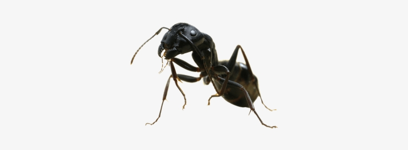 Ant Sideview - Ant Transparent, transparent png download