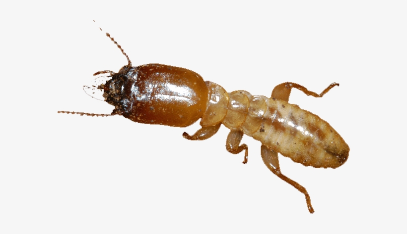 Termites - Termitas De Madera Humeda PNG Image | Transparent PNG ...