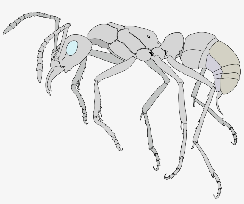 Scheme Ant Worker Anatomy-clean - Anatomy Of An Ant, transparent png download