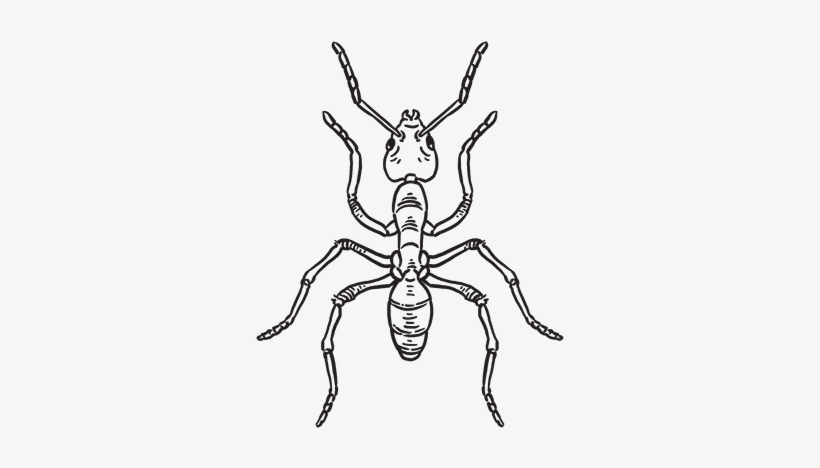 Scorpion, transparent png download
