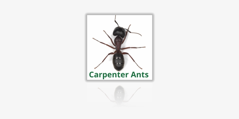 Exterminating Carpenter Ants - Ants Series Techno Lovers Vol 1 - Various - Download, transparent png download