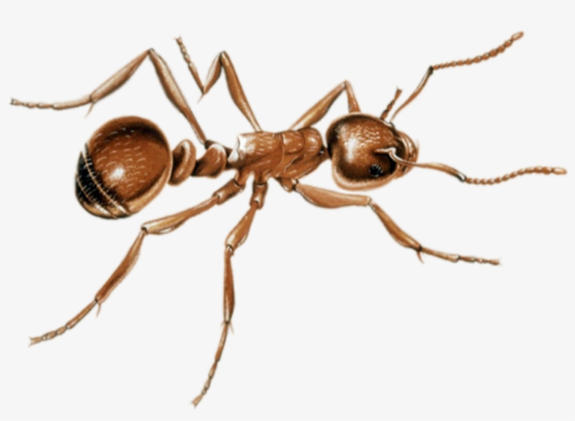Ant Png Image - Ants, transparent png download