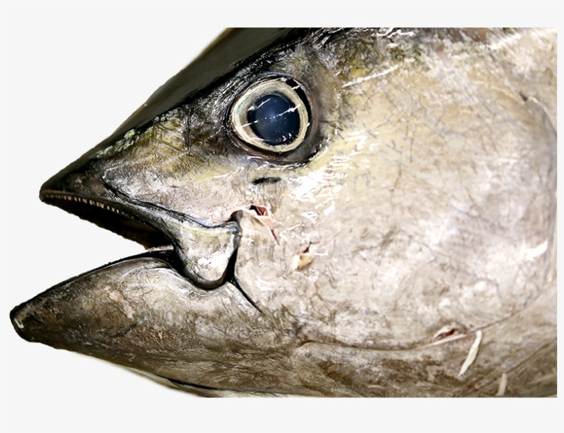 While Swimming In The Open Ocean, Tuna Eat Sardines - Tsukiji, transparent png download