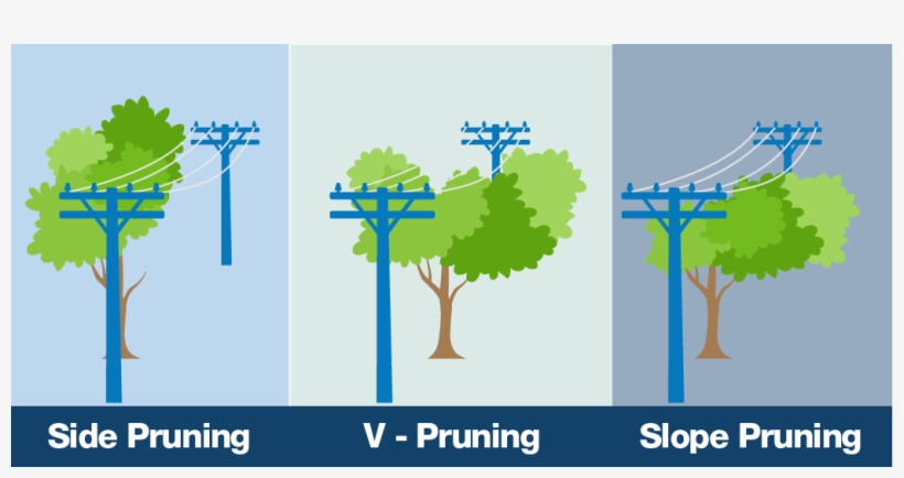 When We Must Prune, People Often Ask Why We Can't Just - Illustration, transparent png download