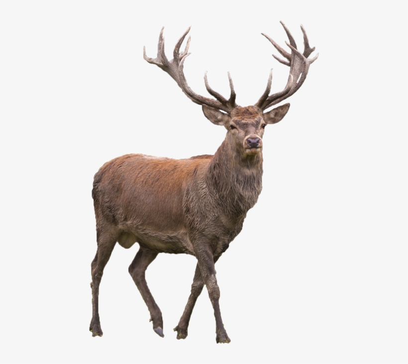Elk Png, transparent png download