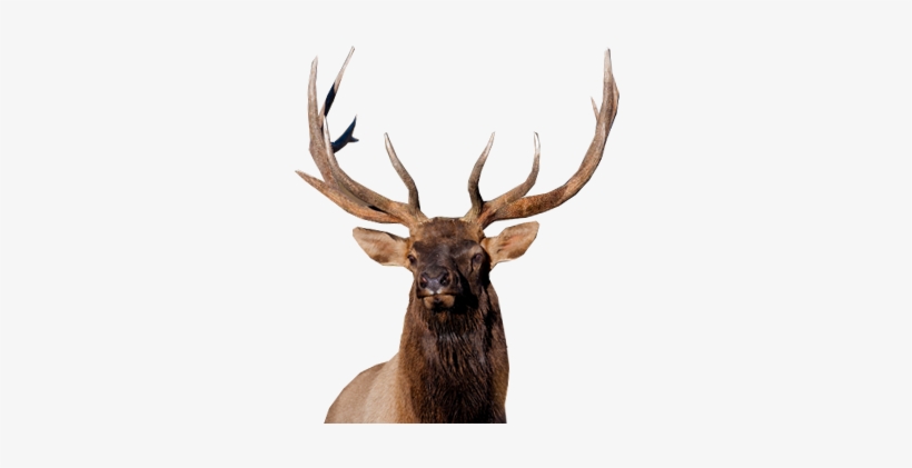 Elk Png, transparent png download