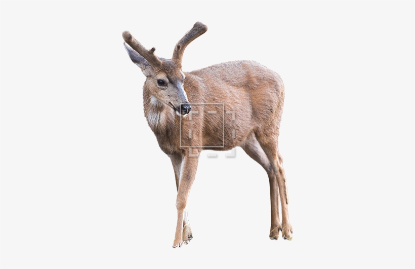 Young Elk - Elk, transparent png download