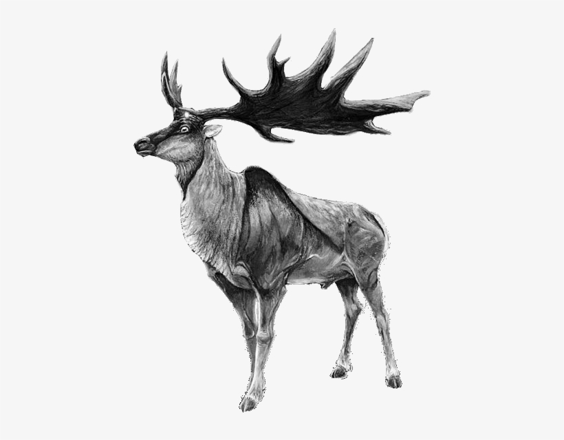 Megaloceros-b&w - Story Of The Irish Elk, transparent png download