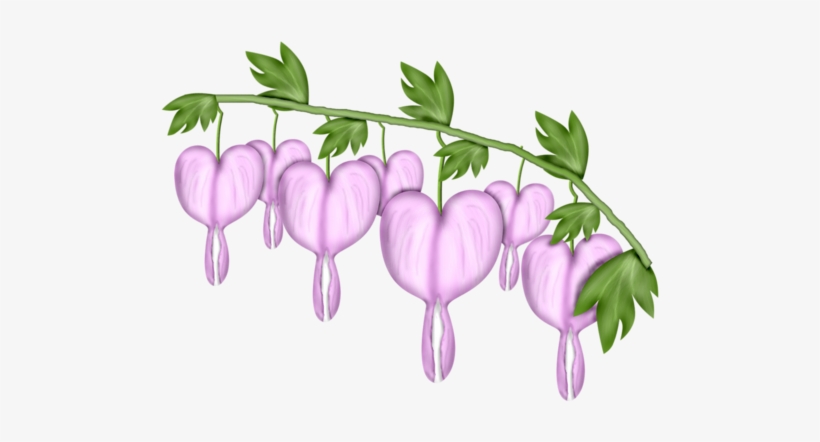 Flower-02 - Pacific Bleeding Heart, transparent png download