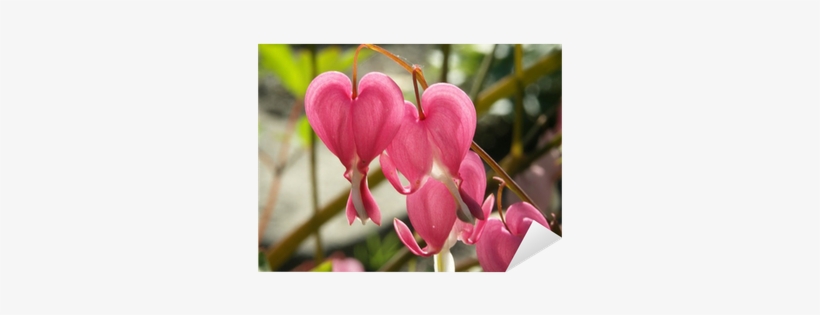 Photography, transparent png download