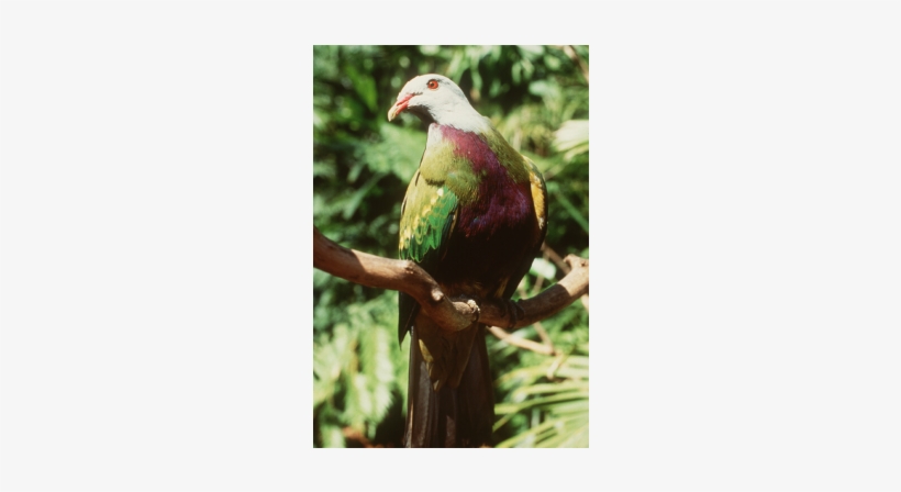 God's Bleeding Heart - Pigeons And Doves, transparent png download