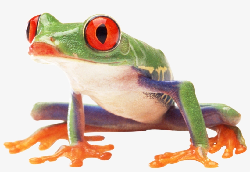 Frog Png, transparent png download