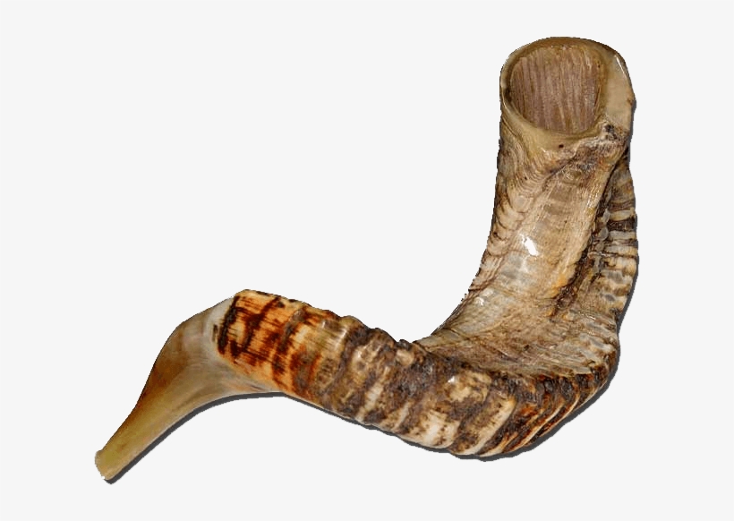 Extra-large Jericho Ram Horn Shofar - Gmar Chatima Tova, transparent png download
