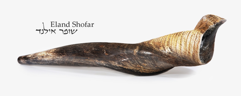 1 - Driftwood, transparent png download